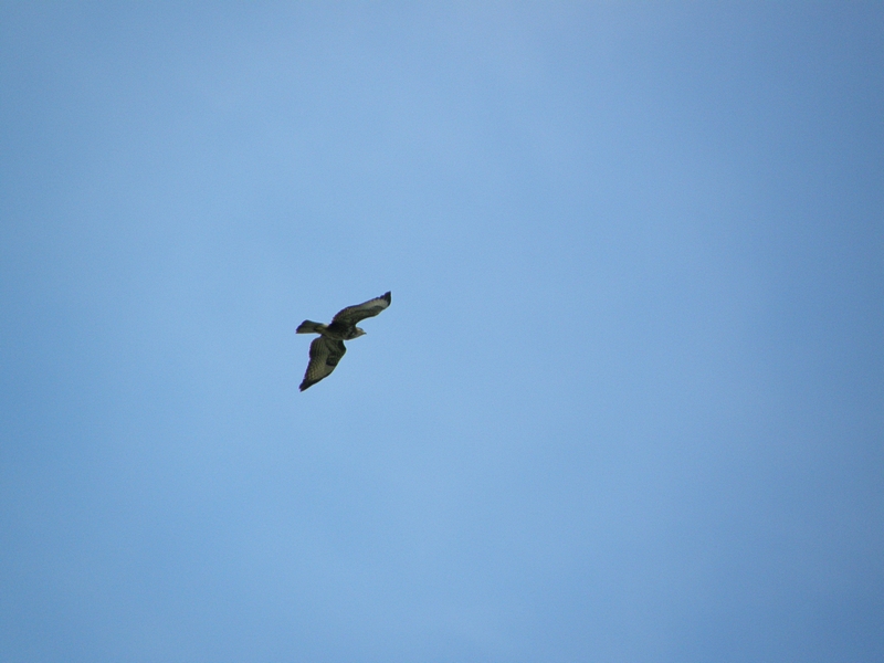 Raubvogel, die Schwingen abwrts schwingend