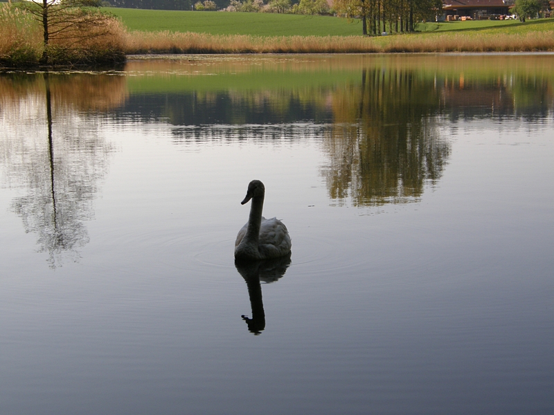 Schwan am Kreuzbergweiher