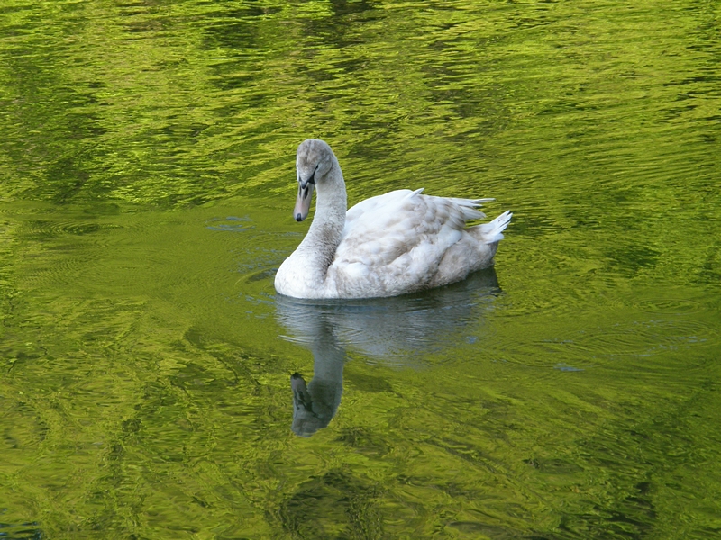 Junger Schwan, Kreuzbergweiher