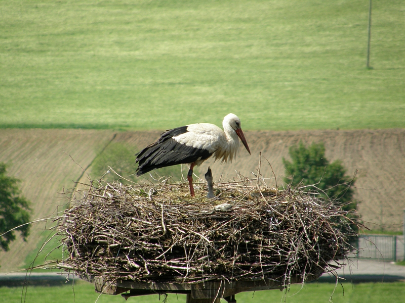 Storch mit Jungem