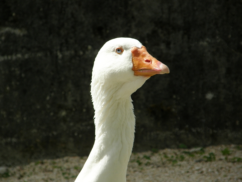 Gnsekkopf^mit blauen Augen