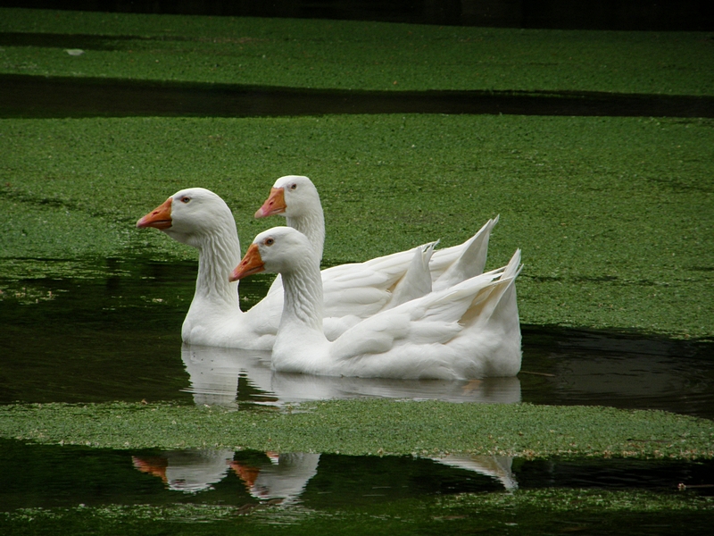 Drei Gnse im Wasser