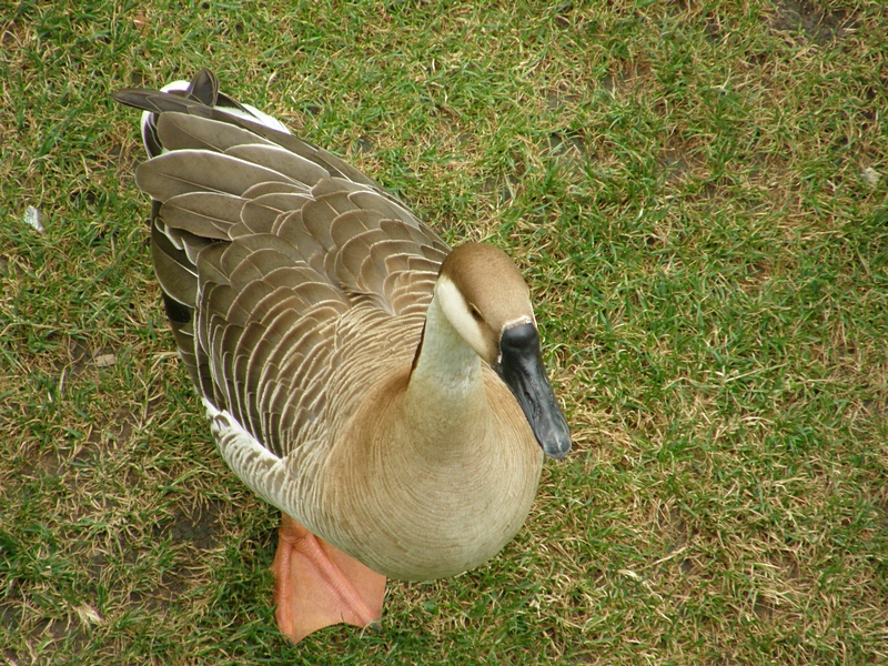 Gans von oben