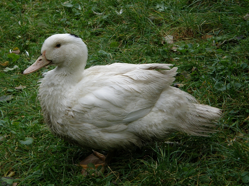 Ente, seitlich (136 von 144)