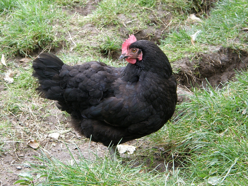 Schwarze Henne, seitlich