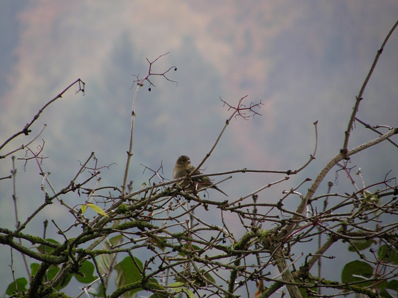 Vogel auf Hecke vorm Himmel