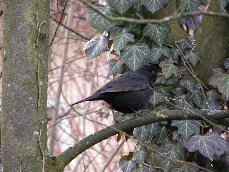 Amsel auf Zweig