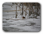 Rotkehlchen im Winter