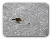 Rotkehlchen, Brosamen essend