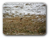 Rotkehlchen in der Wiese