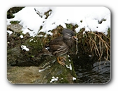 Mandarin-Ente (Weibchen)