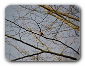 Rotkehlchen im Baum