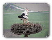 Storchen-Eltern bei der Nestpflege