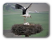 Storch mit ausgebreiteten Schwingen