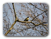 Kohlmeise im Baum