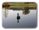 Schwan am Kreuzbergweiher