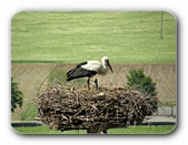 Storch mit Jungem