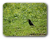 Amsel mit Beute