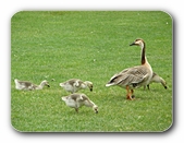 Gans mit Jungen auf Wiese