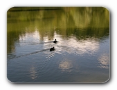 Enten am Kreuzbergweiher