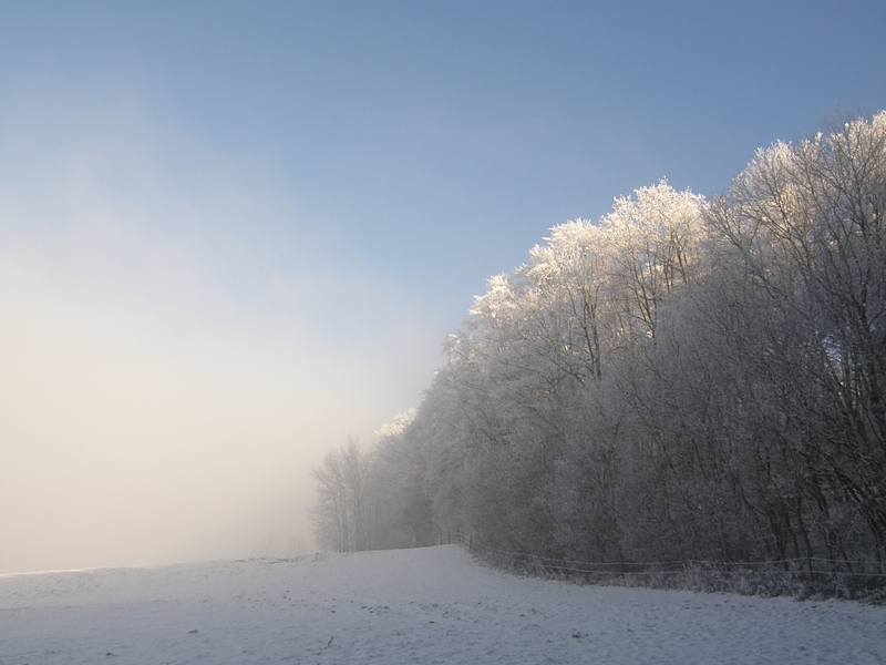 Dunst und Waldrand