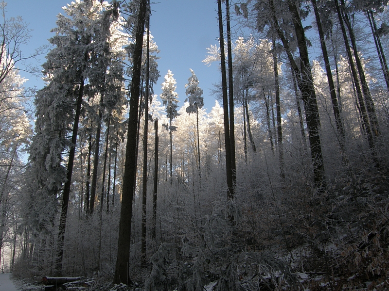 Zauberwald