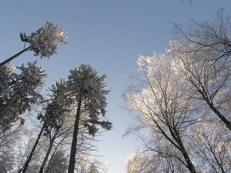 Der Wald so hell