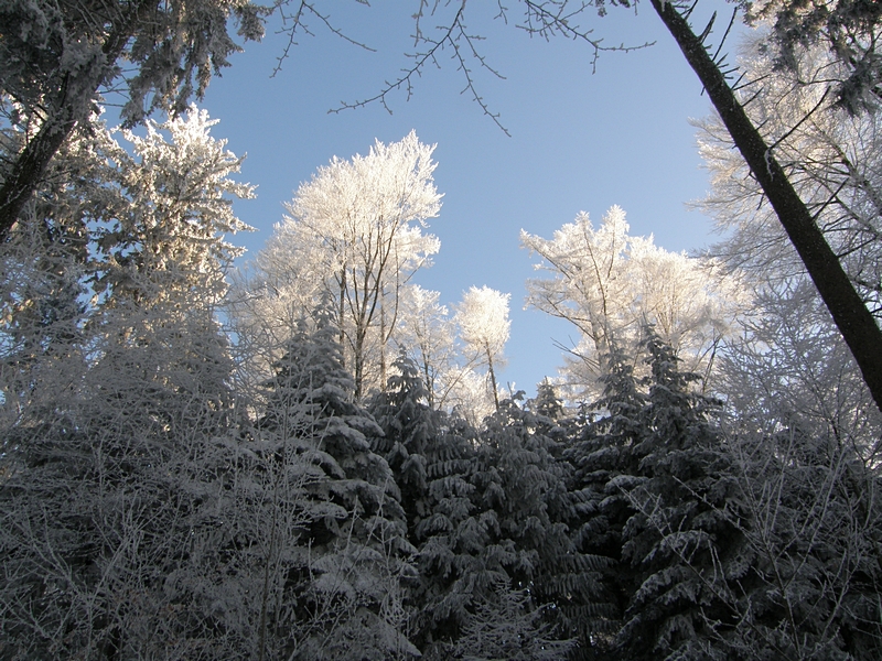 Winterwald