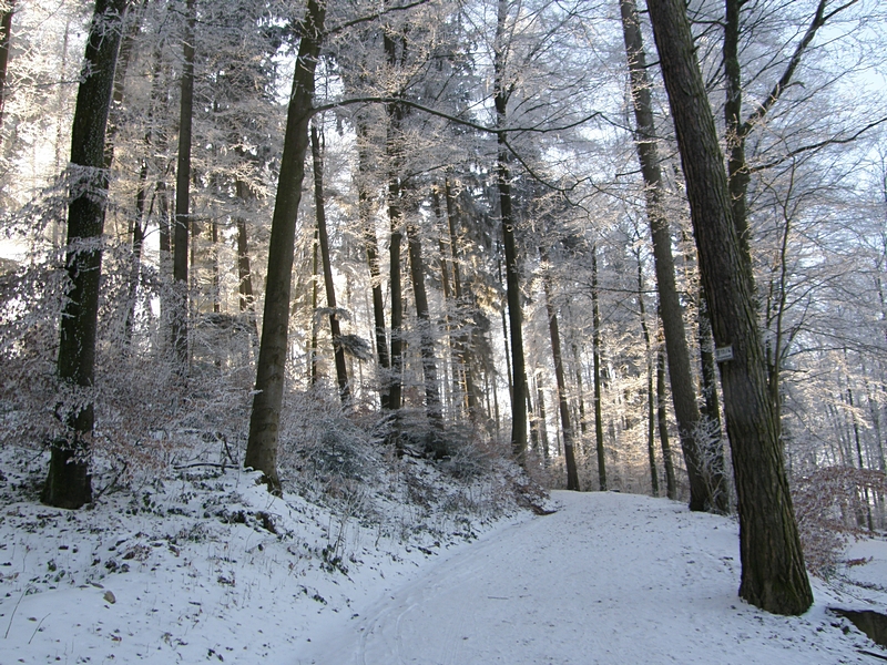 Winterlicher Waldweg