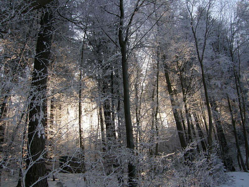 Sonne durchbricht den Wald