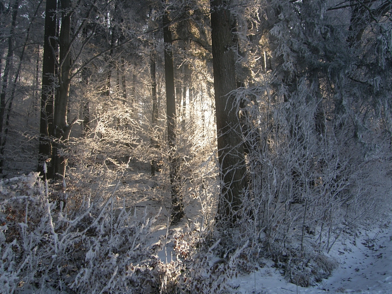 Sonne bricht durch die Bume