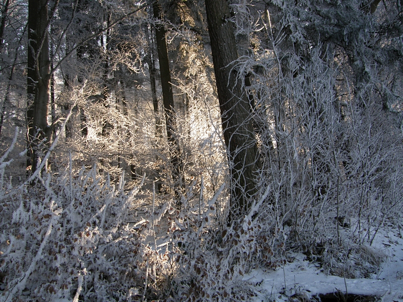 Sonnenschein im Winterwald