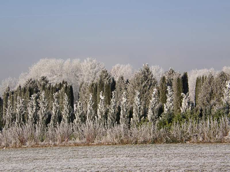 Baumreihe im Winter