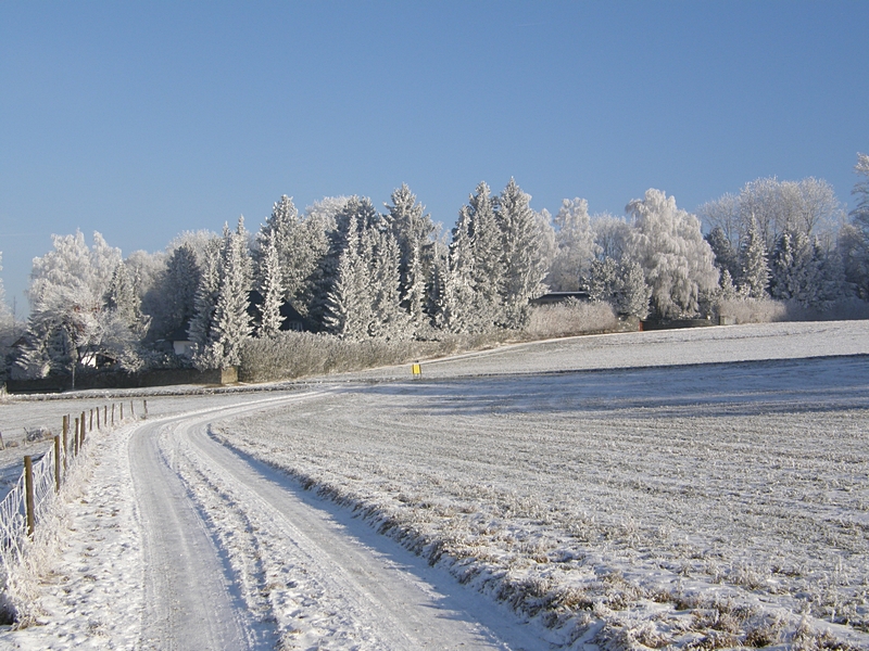 Der Weg zum Wald