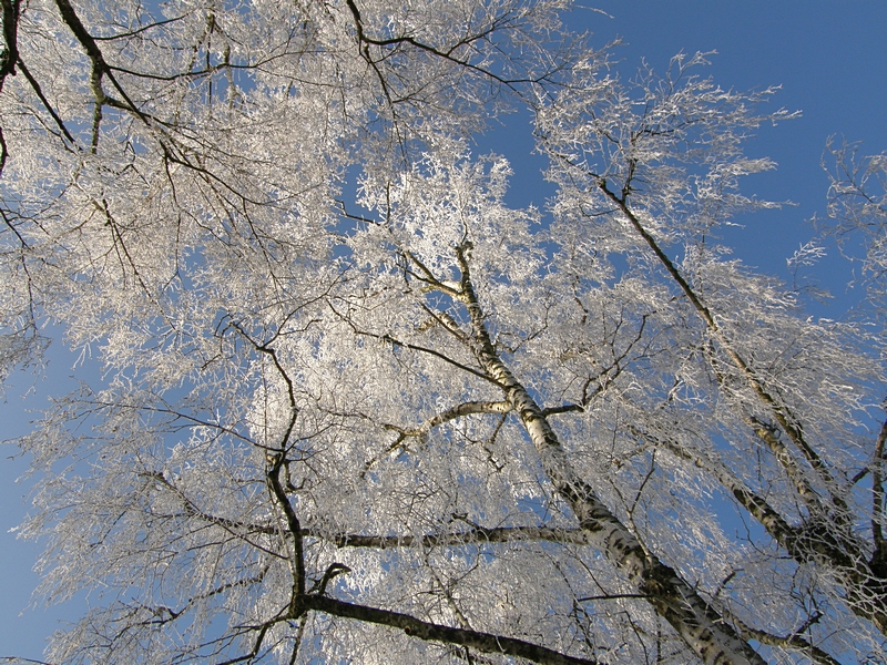 Zweige im Licht