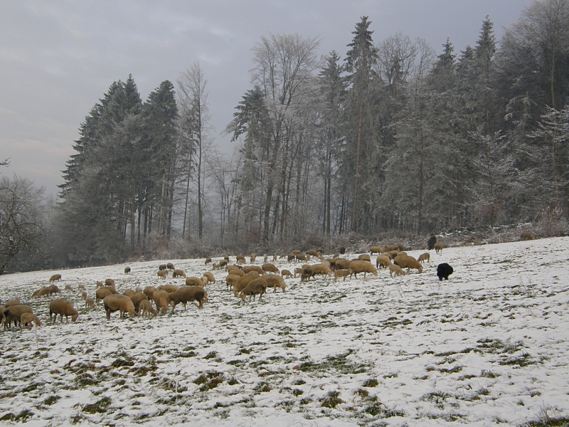 Schafe am Waldrand