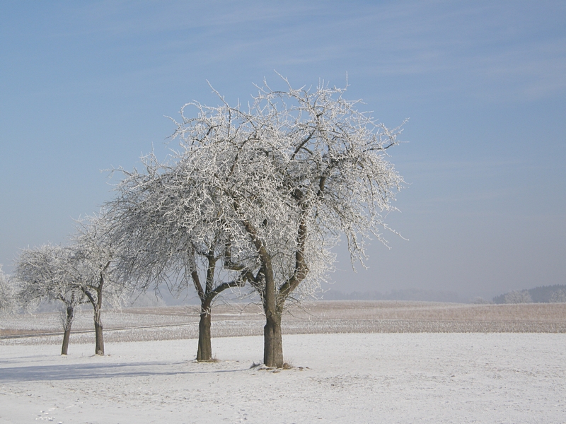 Bume in winterlicher Landschaft