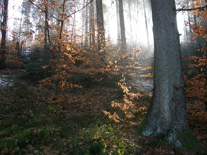 Im Wald