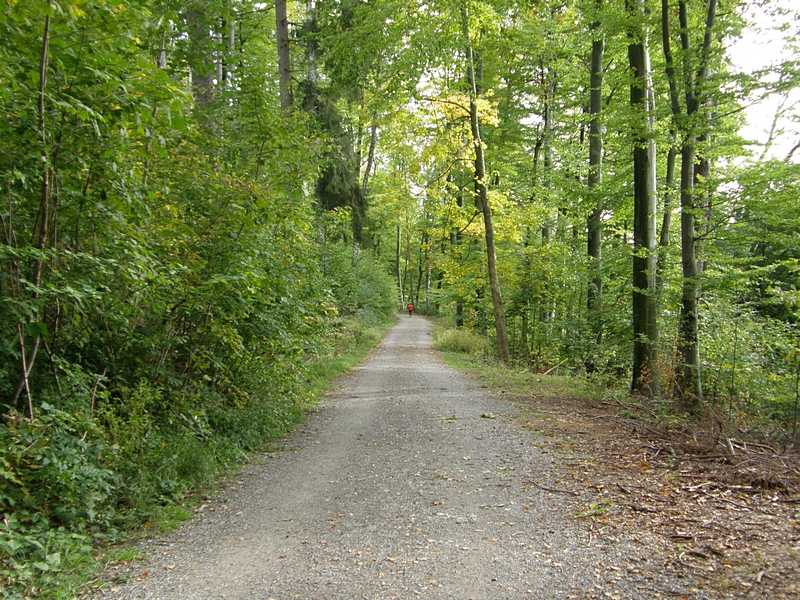 Waldweg