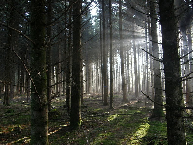 Lichtdurchfluteter Wald