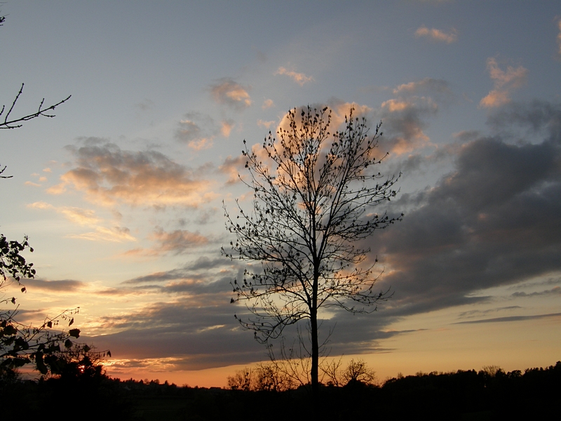 Baum vorm Himmel