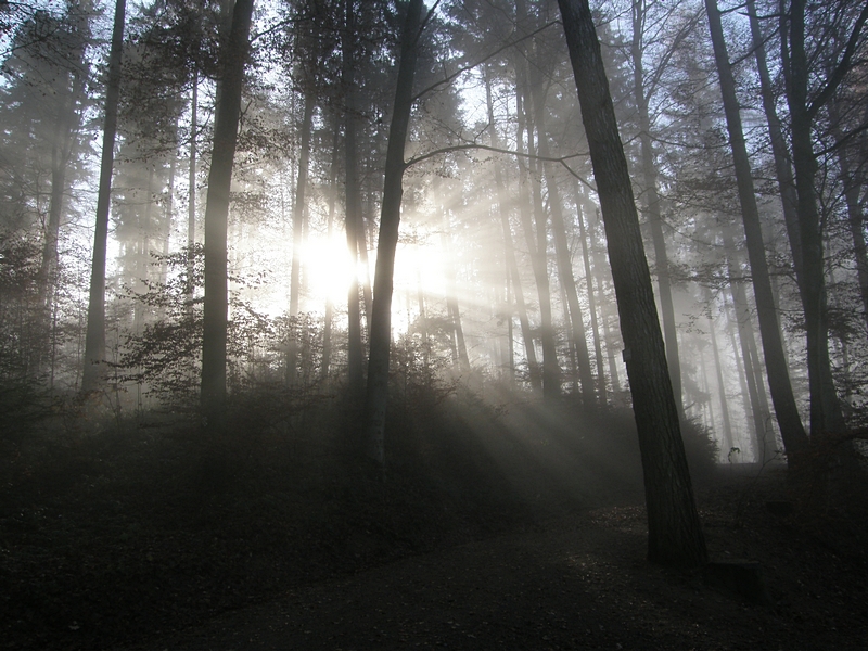 Sonne durchbricht den Wald