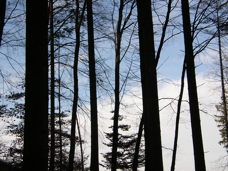 Blick aus dem Wald zum Himmel