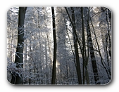 Winterwald mit Reif