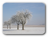 Bume in winterlicher Landschaft