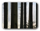 Barcode-Wald