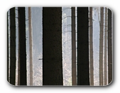 Barcodes im Wald