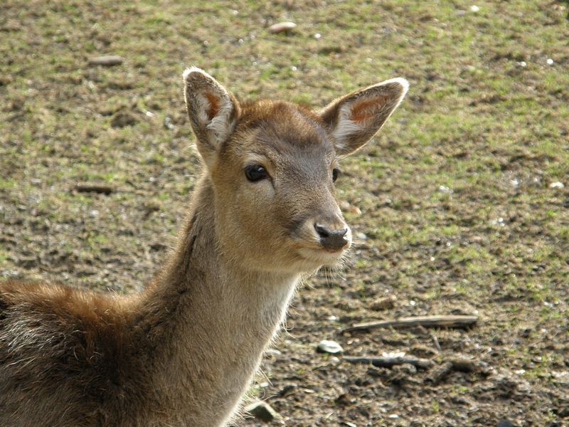 Junger Damhirsch