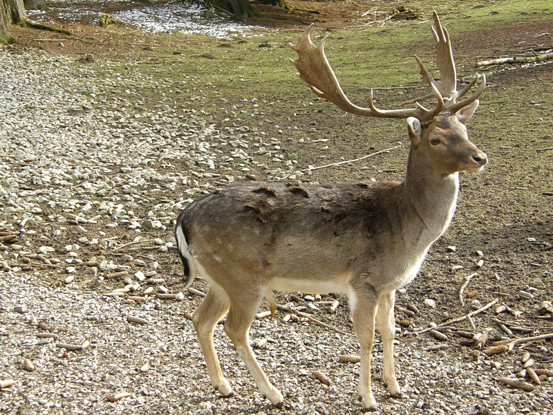 Damhirsch seitlich