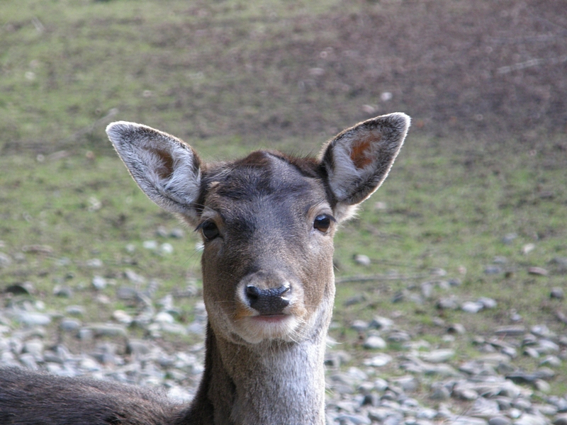 Damhirschkuh, Passfoto